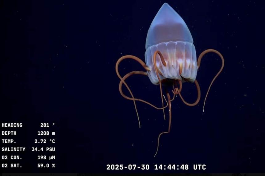 El CONICET transmite desde el fondo del mar argentino