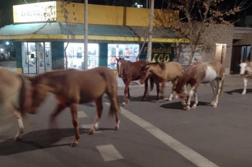 Animales sueltos- la UCR se queja del ninguneo de Di Naacutepoli