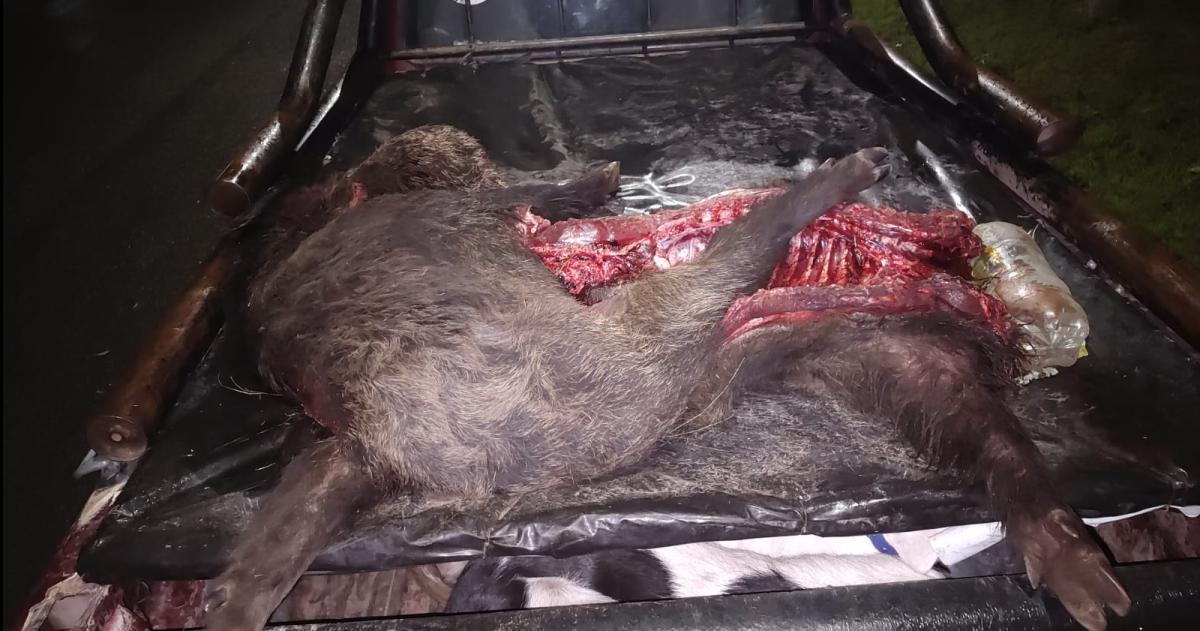 Demorados por caza ilegal en Rucanelo