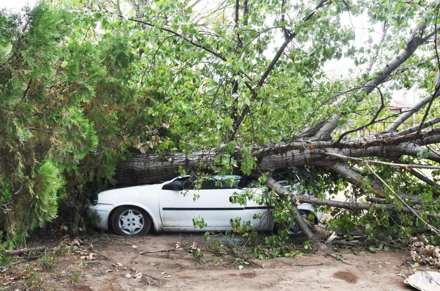 Plan Vial- dejoacute el auto se le cayoacute un aacuterbol y tuvo que pagar el consorcio