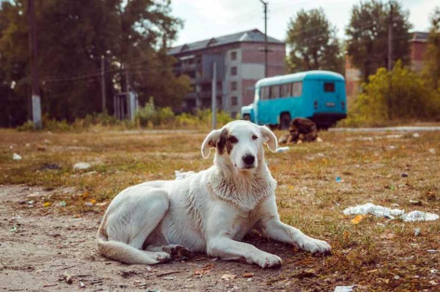 Un estudio revela que los perros de Chernoacutebil son geneacuteticamente distintos y casi inmunes al caacutencer