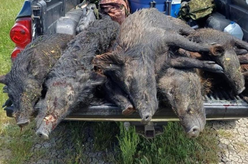 Cazadores pampeanos advierten sobre el riesgo de cazar hembras de jabaliacute