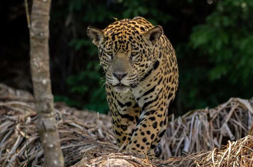 Histoacuterico nacimiento en El Impenetrable- nace el primer yaguareteacute silvestre en deacutecadas