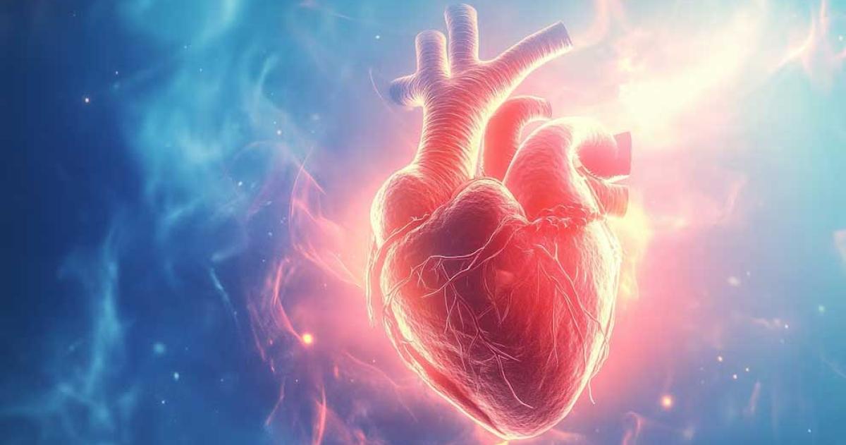 Por queacute el corazoacuten humano estaacute inclinado hacia la izquierda