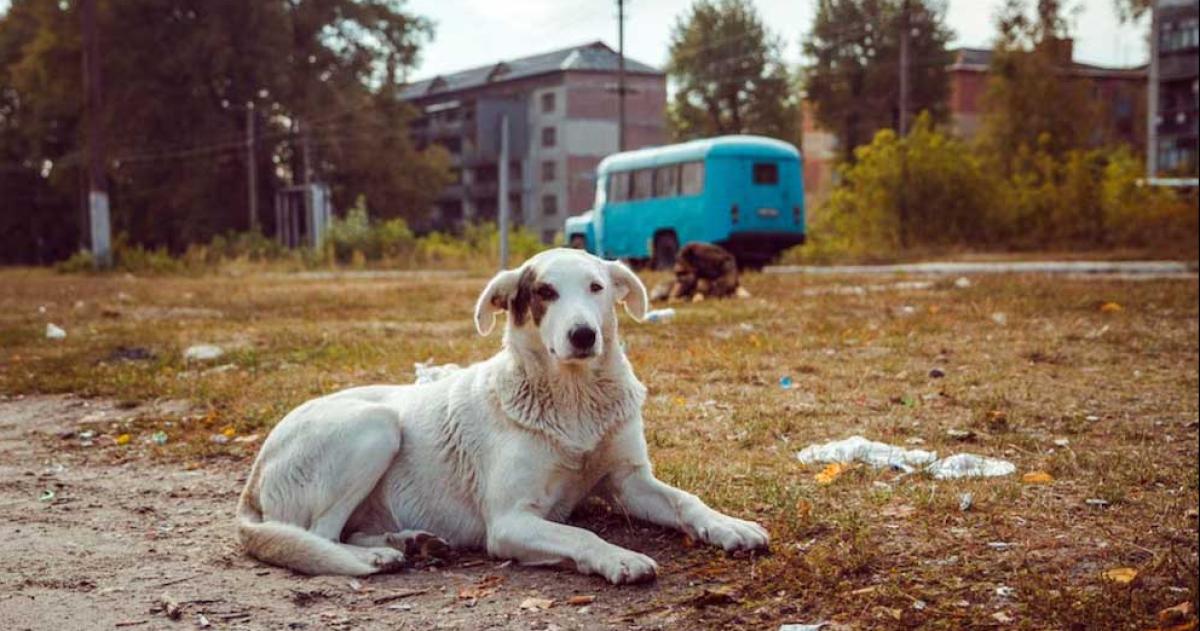 Un estudio revela que los perros de Chernoacutebil son geneacuteticamente distintos y casi inmunes al caacutencer
