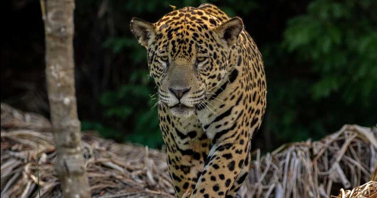 Histoacuterico nacimiento en El Impenetrable- nace el primer yaguareteacute silvestre en deacutecadas