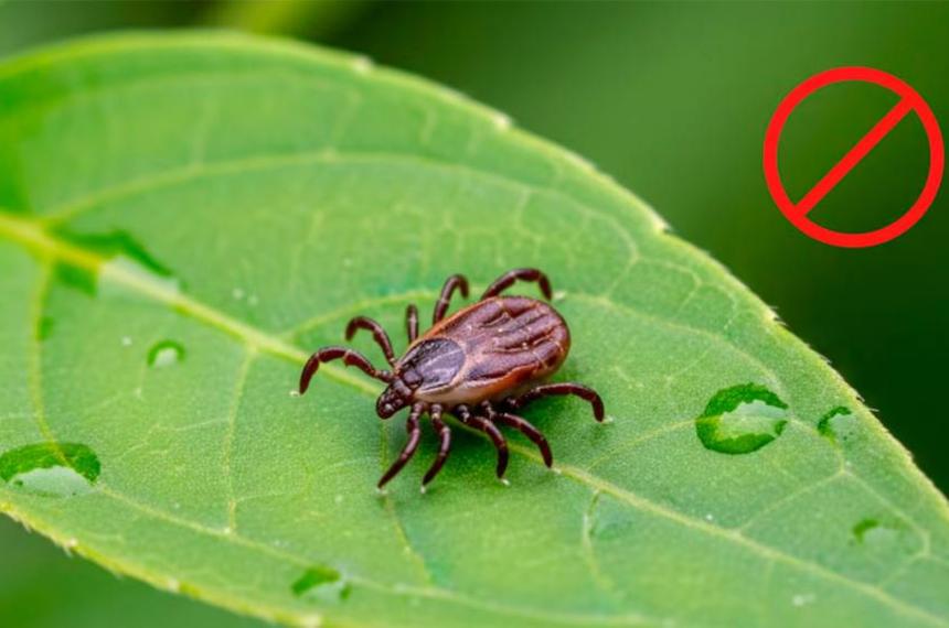 El helecho un verde peligroso- coacutemo esta planta puede convertir tu jardiacuten en un paraiacuteso para las garrapatas