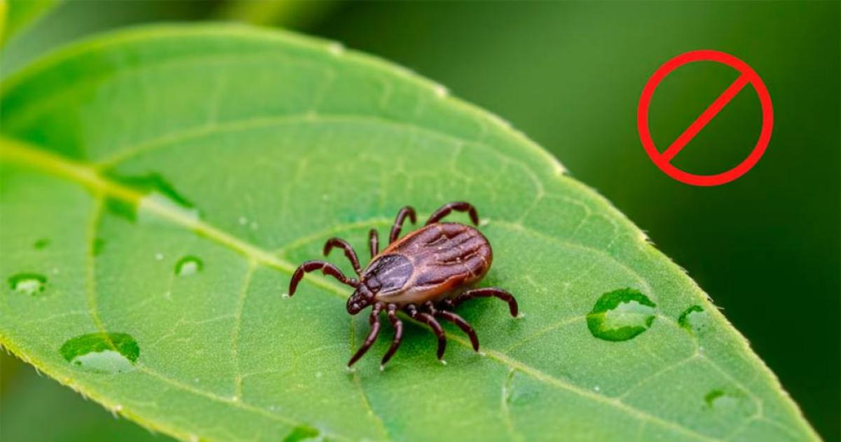 El helecho un verde peligroso- coacutemo esta planta puede convertir tu jardiacuten en un paraiacuteso para las garrapatas