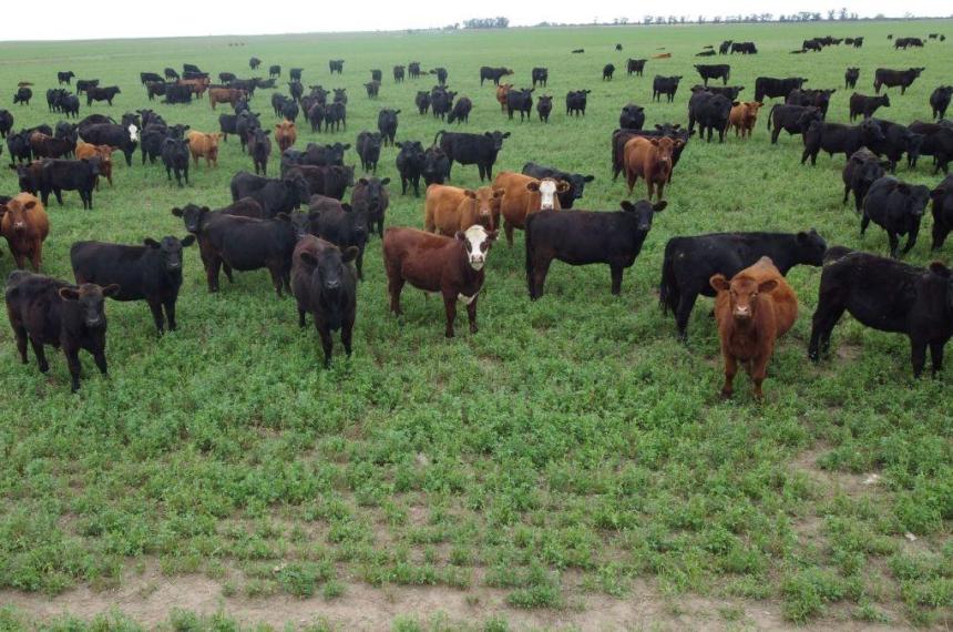 El taacutendem agriacutecola-ganadero- una sinergia estrateacutegica para la nueva frontera productiva