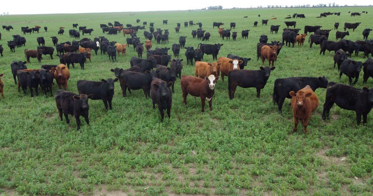 El taacutendem agriacutecola-ganadero- una sinergia estrateacutegica para la nueva frontera productiva