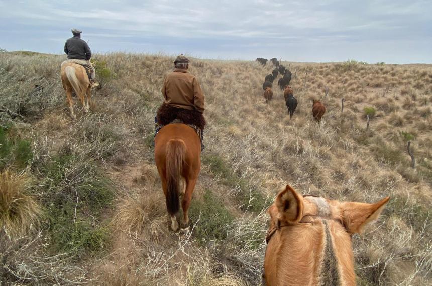 Un productor de Santa Isabel tuvo que arrear sus vacas 10 kiloacutemetros- pidioacute por caminos y acueductos