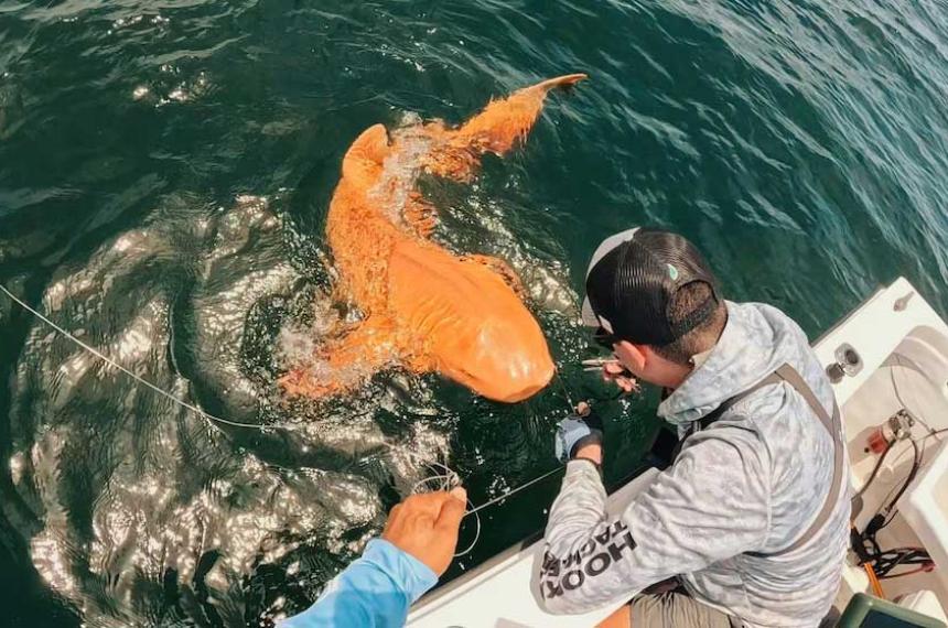 Pescadores descubrieron en Costa Rica un extrantildeo tiburoacuten naranja con ojos blancos