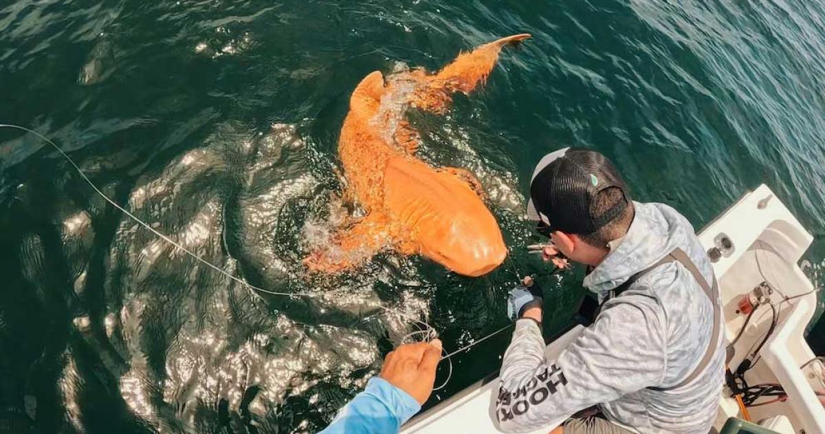 Pescadores descubrieron en Costa Rica un extrantildeo tiburoacuten naranja con ojos blancos