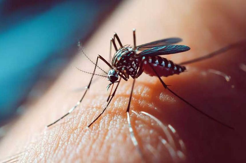 iquestLa vitamina D puede ayudar a reducir la gravedad del dengue