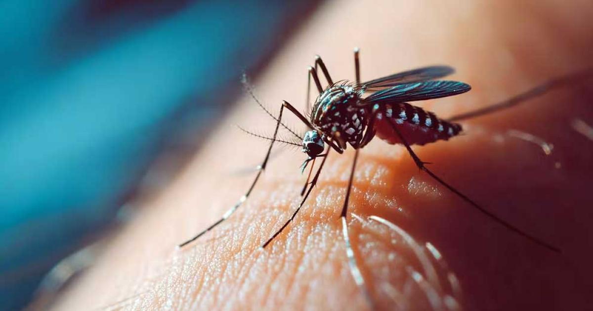 iquestLa vitamina D puede ayudar a reducir la gravedad del dengue