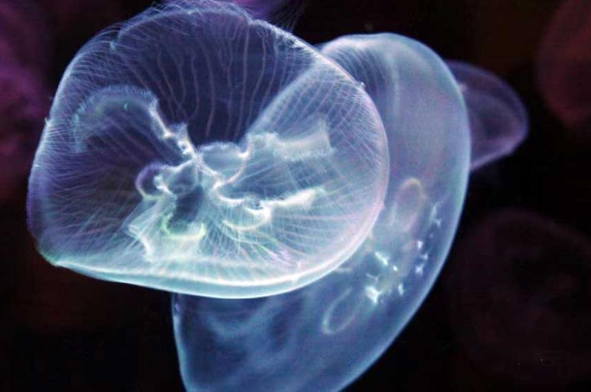 El futuro de la exploracioacuten submarina- medusas cyborg potenciadas con tecnologiacutea