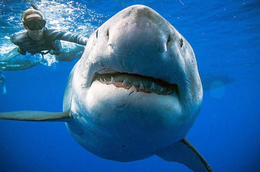 Tiburones pierden sus dientes debido a la acidez marina- la amenaza invisible de la acidificacioacuten oceaacutenica