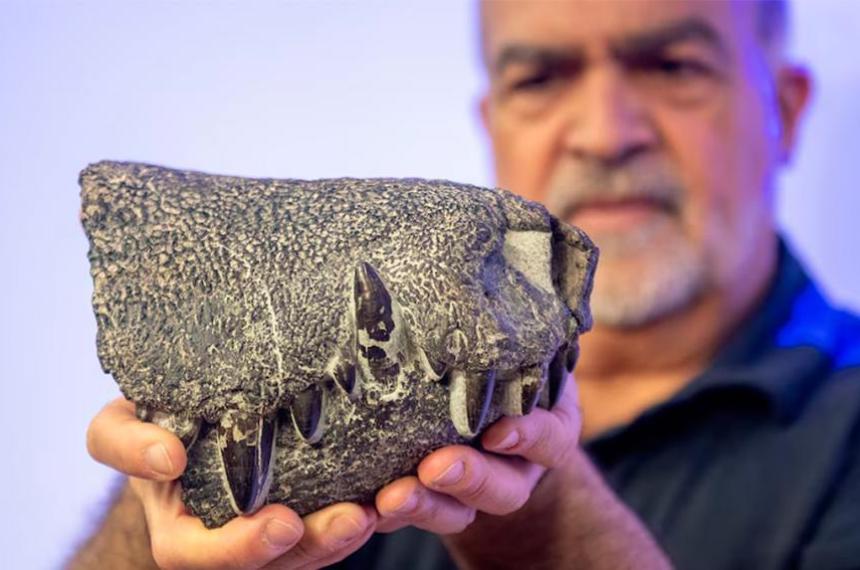 Descubren un pariente extinto de los cocodrilos modernos que convivioacute con los dinosaurios en la Patagonia