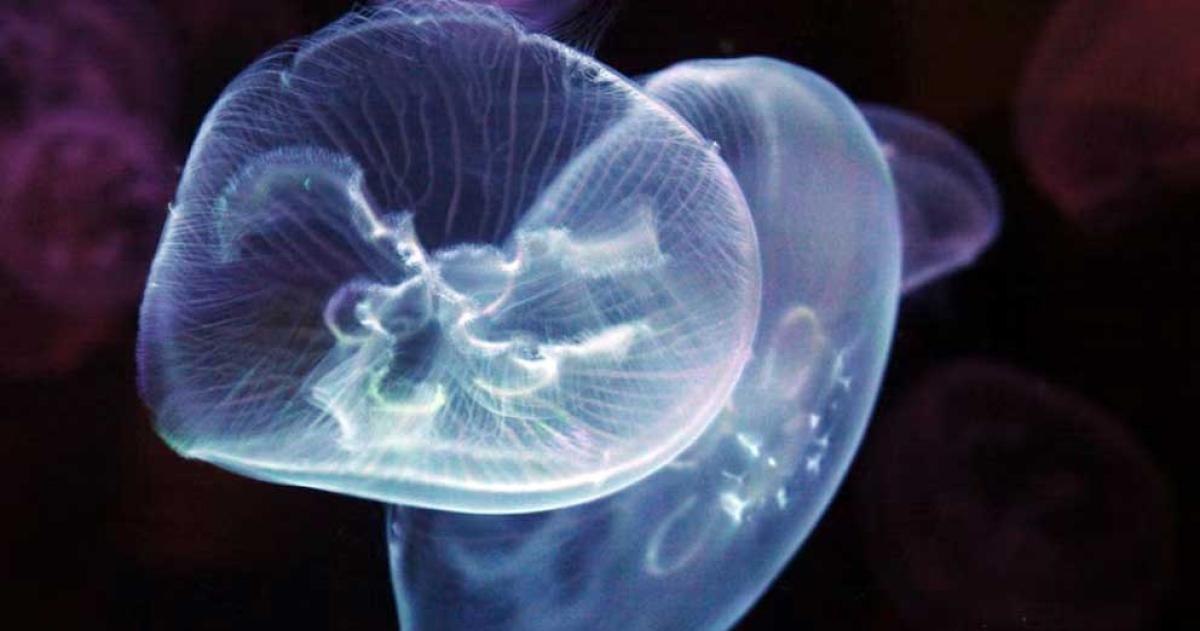 El futuro de la exploracioacuten submarina- medusas cyborg potenciadas con tecnologiacutea