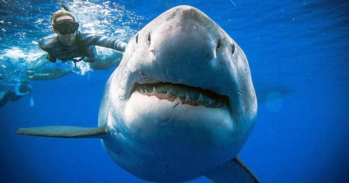 Tiburones pierden sus dientes debido a la acidez marina- la amenaza invisible de la acidificacioacuten oceaacutenica