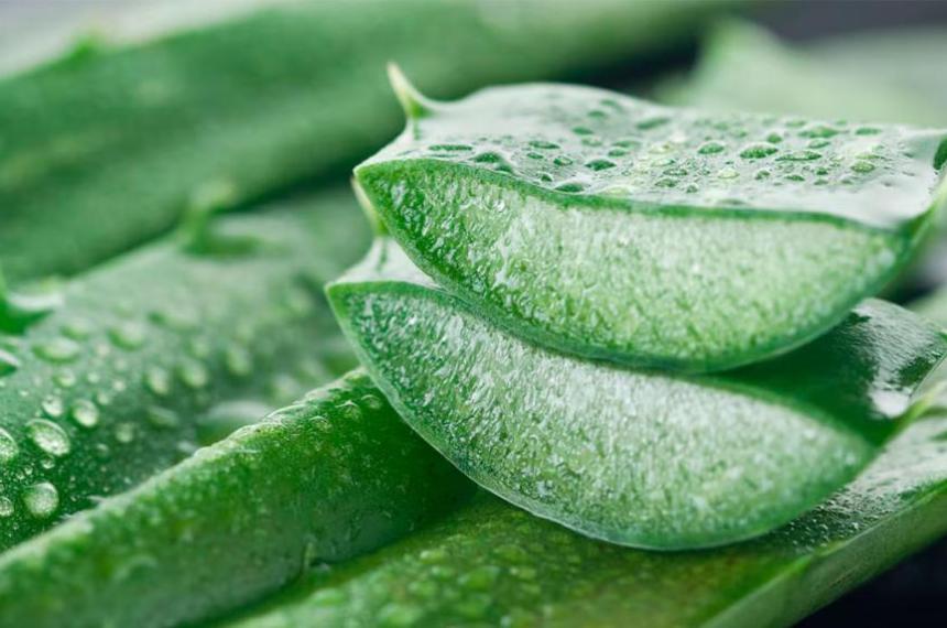 Aloe vera- hidratacioacuten regeneracioacuten133 y precauciones que no podeacutes ignorar