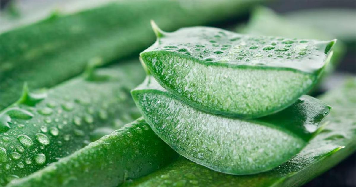 Aloe vera- hidratacioacuten regeneracioacuten133 y precauciones que no podeacutes ignorar