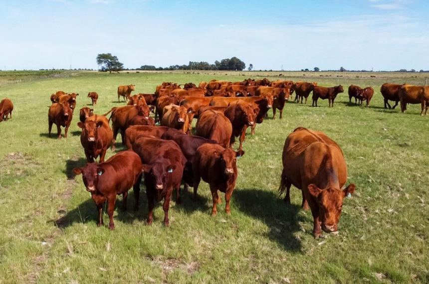 iquestCoacutemo triplicar la carga bovina en el oeste pampeano de forma sustentable
