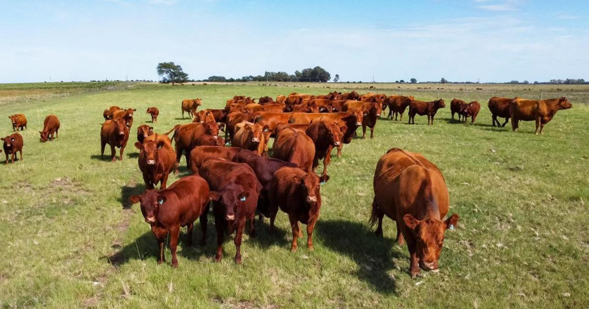 iquestCoacutemo triplicar la carga bovina en el oeste pampeano de forma sustentable