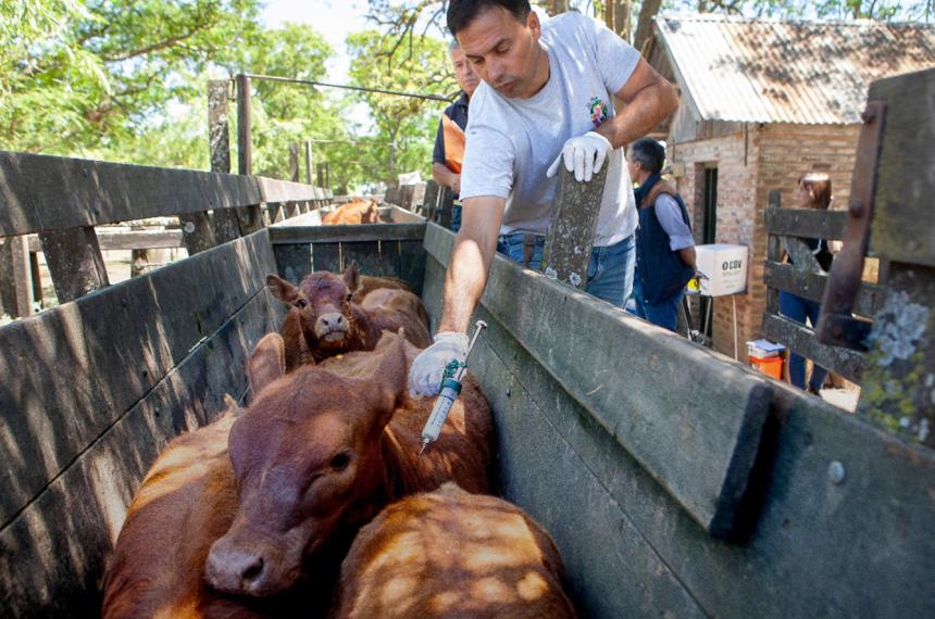 CARBAP cuestionoacute la salida raacutepida de la vacunacioacuten antiaftosa 