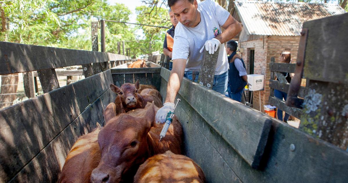 CARBAP cuestionoacute la salida raacutepida de la vacunacioacuten antiaftosa 