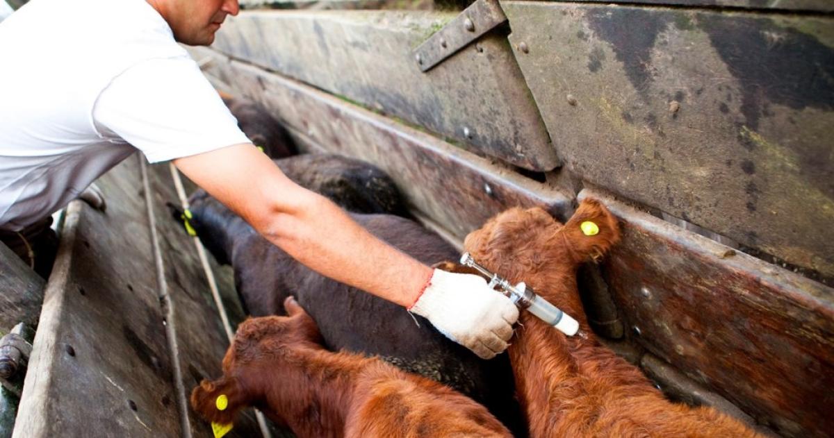 El gobierno aproboacute cambios en la vacunacioacuten contra la aftosa