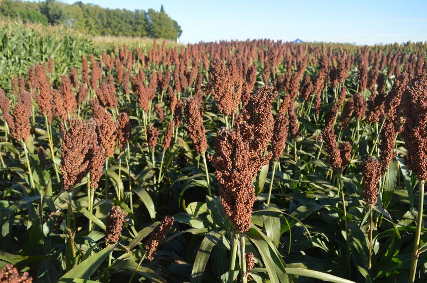 Sorgo graniacutefero- la gramiacutenea estrateacutegica para la resiliencia productiva y la salud del suelo