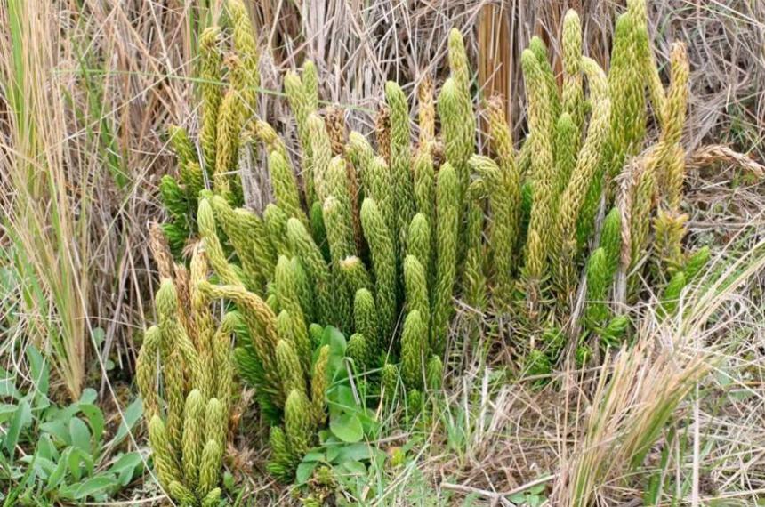 La planta argentina que estimula la libido de forma natural- propiedades del viagra criollo