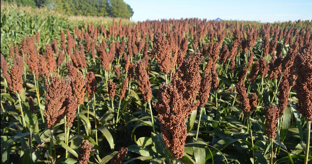 Sorgo graniacutefero- la gramiacutenea estrateacutegica para la resiliencia productiva y la salud del suelo