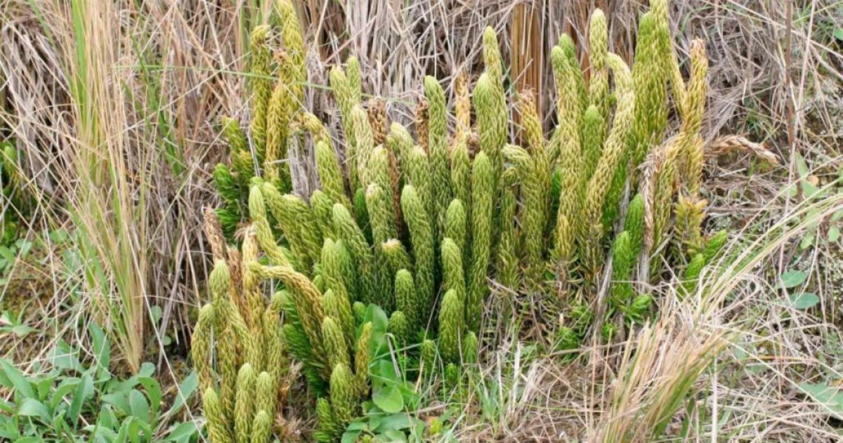 La planta argentina que estimula la libido de forma natural- propiedades del viagra criollo
