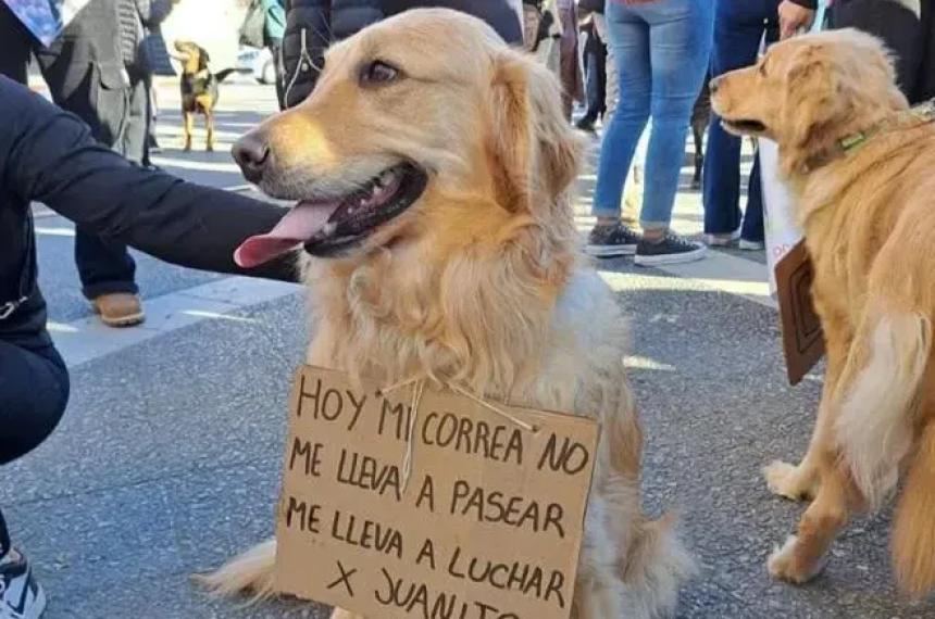 APANI rechazoacute la probation ofrecida y reclamoacute caacutercel para el acusado por la muerte de Juanito