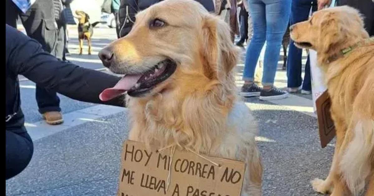APANI rechazoacute la probation ofrecida y reclamoacute caacutercel para el acusado por la muerte de Juanito