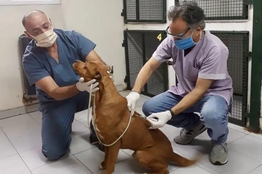 La Municipalidad realizaraacute campantildea de vacunacioacuten antirraacutebica en APANI