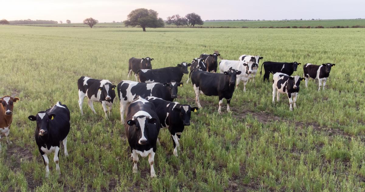 La Pampa y su destino lechero- hacia una cuenca de clase mundial