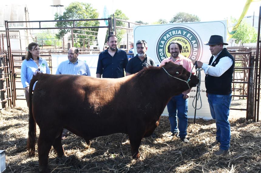 Ingresoacute el primer toro a la Expo Rural de Santa Rosa