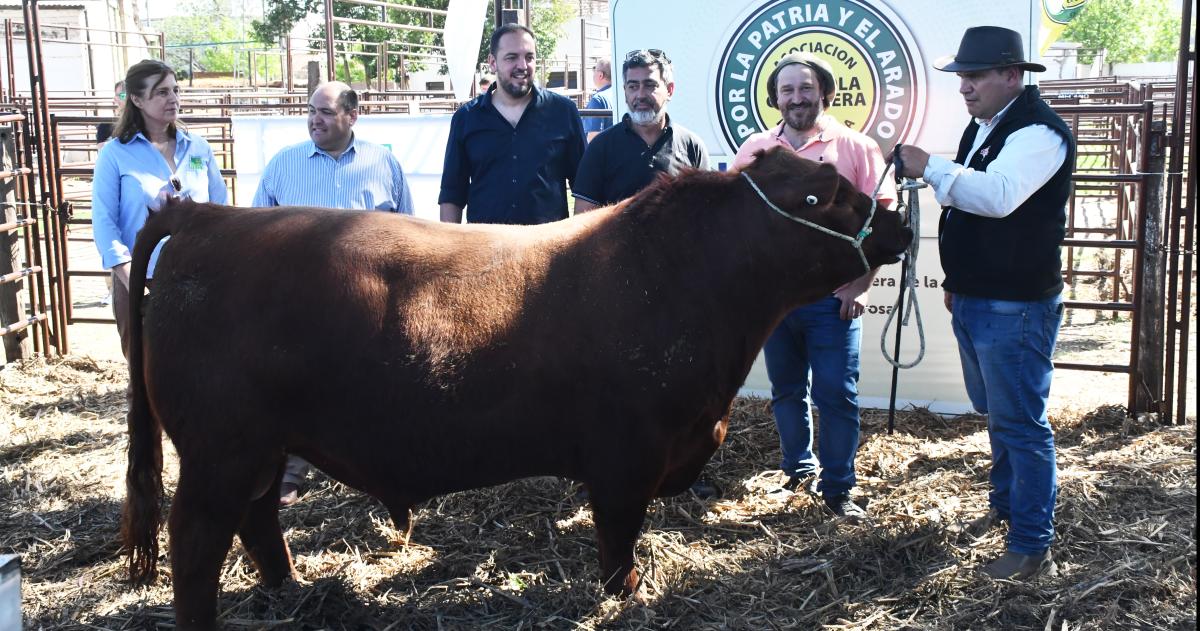 Ingresoacute el primer toro a la Expo Rural de Santa Rosa