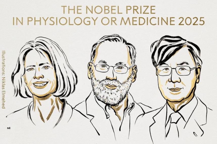 El Nobel de Medicina 2025 fue otorgado a Mary E Brunkow Fred Ramsdell y Shimon Sakaguchi