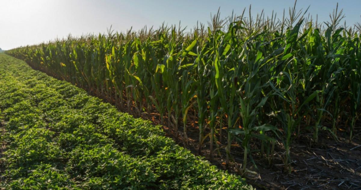 Campantildea gruesa- estaacute disponible la nueva liacutenea de creacutedito anunciada por Ziliotto en la Rural
