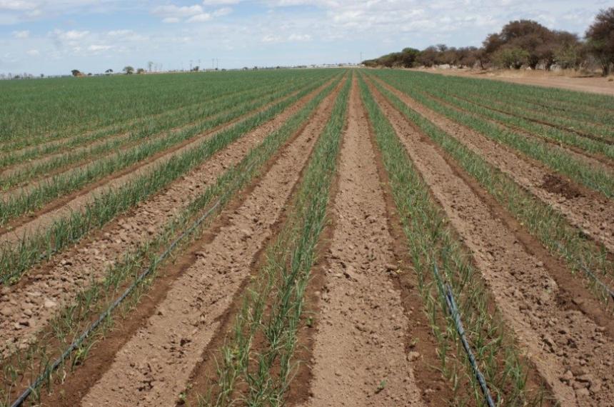Bases teacutecnicas para definir la fecha de siembra en La Pampa