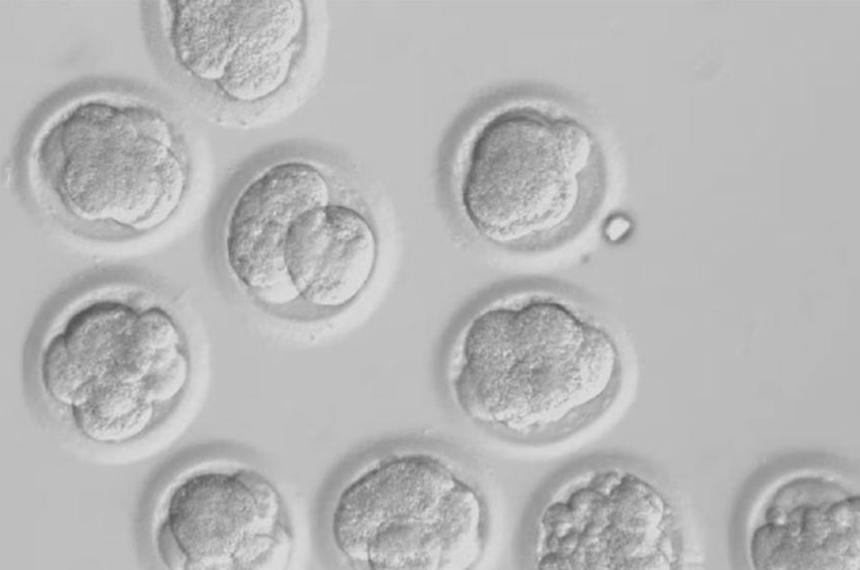 Logran crear óvulos humanos a partir de células de la piel