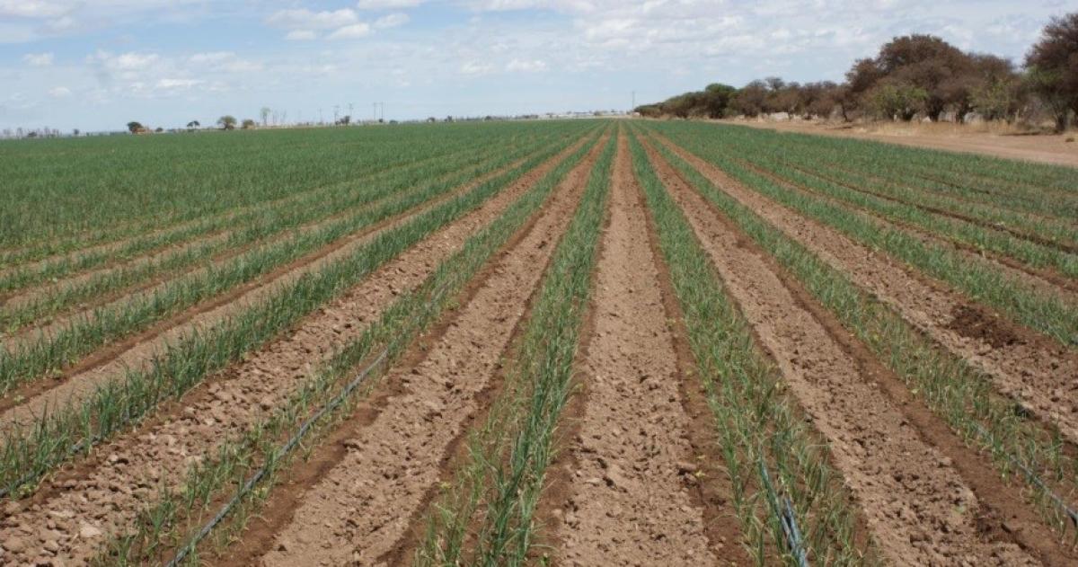 Bases teacutecnicas para definir la fecha de siembra en La Pampa