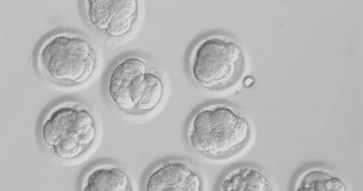 Logran crear óvulos humanos a partir de células de la piel