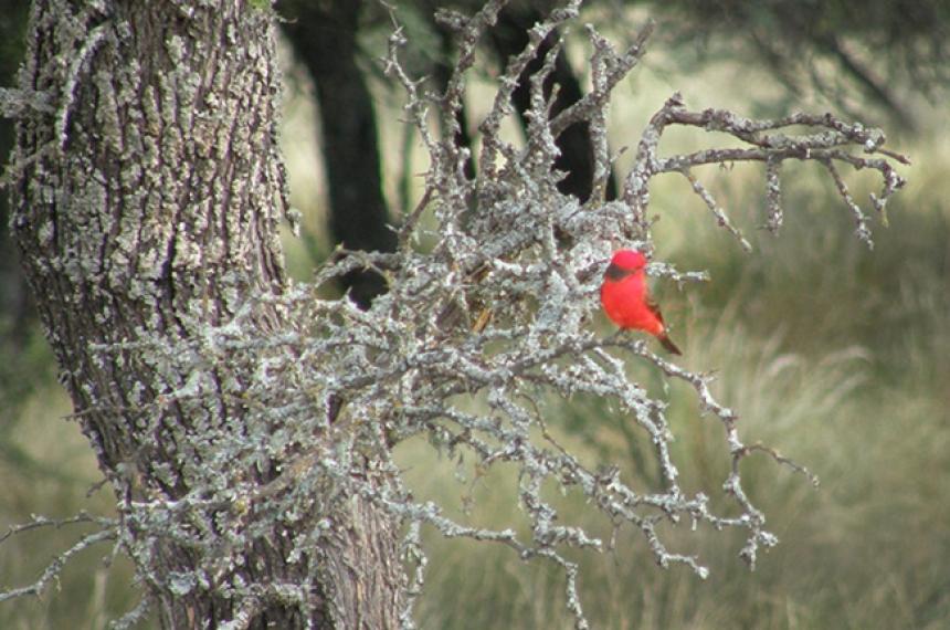 El avistaje de aves se realizar este sbado 11 de octubre