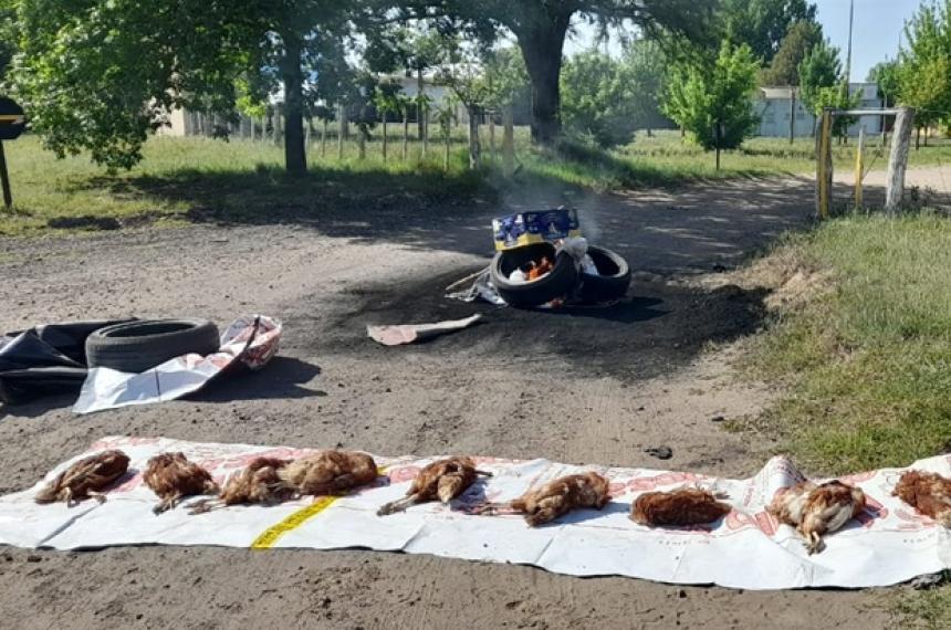 Otra protesta frente al IPESA por la muerte de las gallinas ponedoras