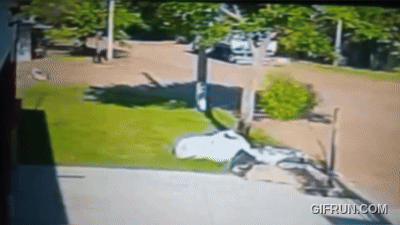 Un perro Dogo atacoacute a un hombre en Intendente Alvear